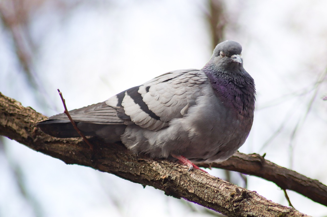 bird  nature  living nature free photo