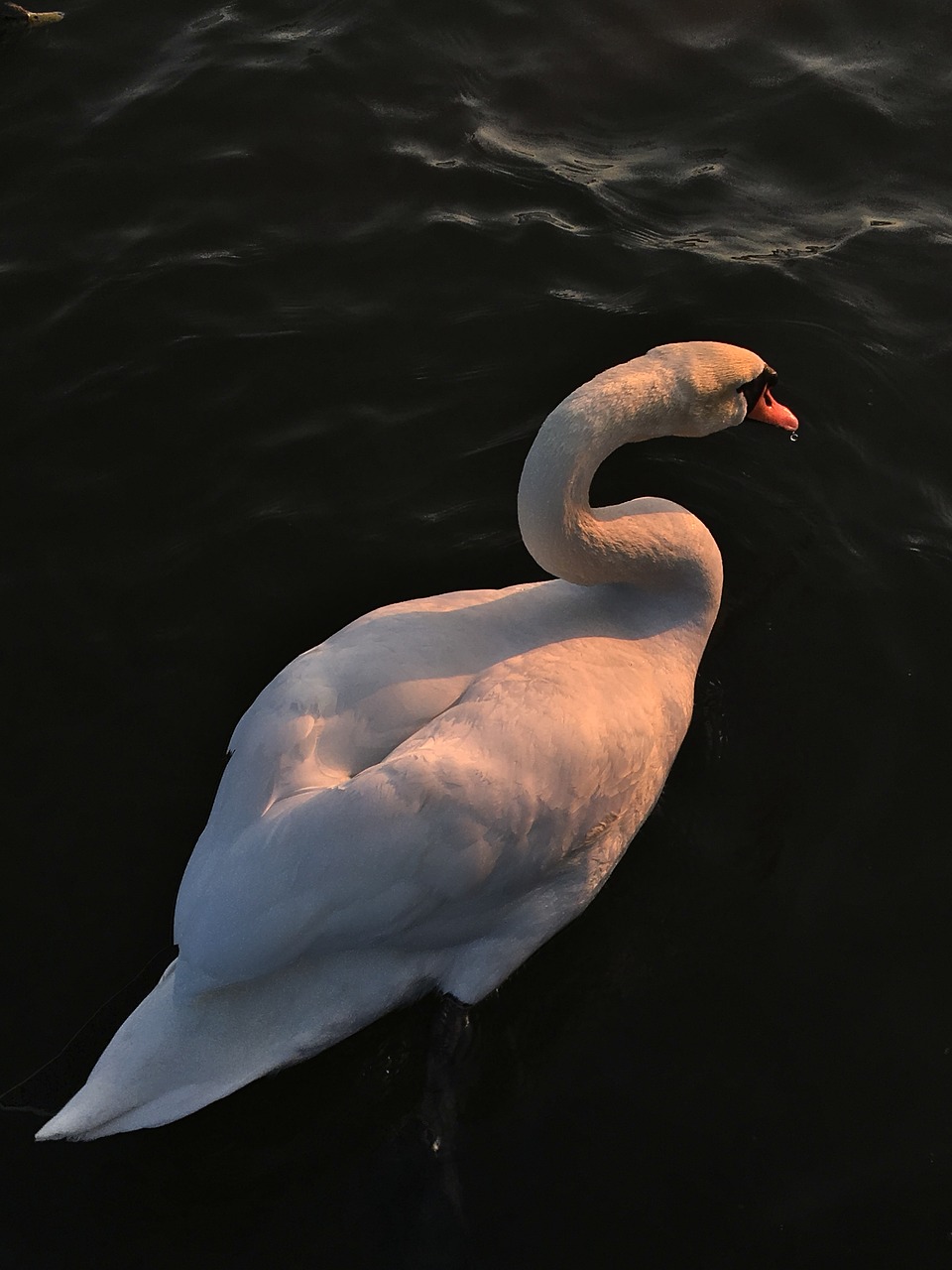 bird  water  nature free photo