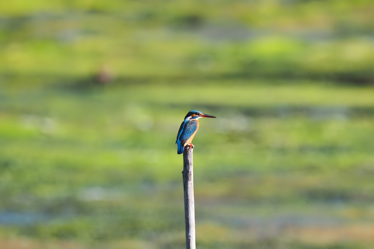 bird  wildlife  nature free photo