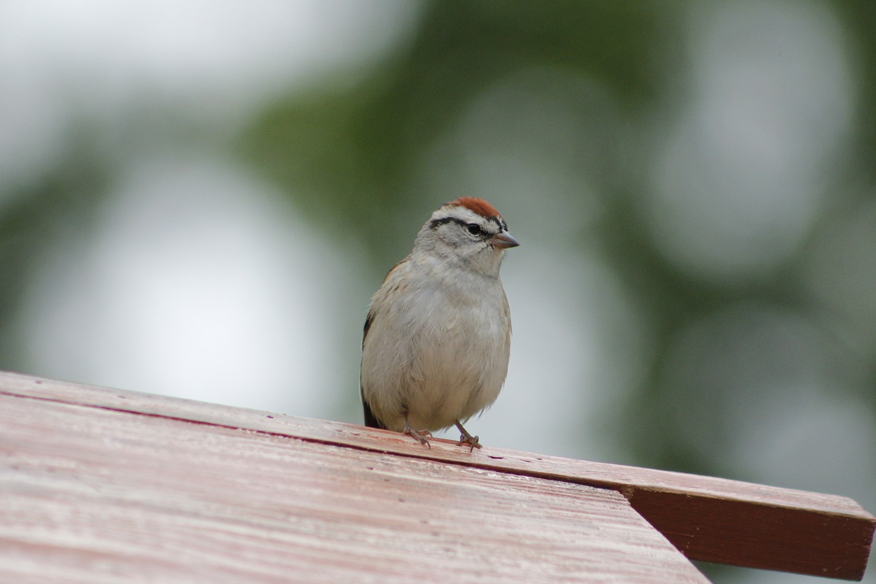 bird  wildlife  nature free photo