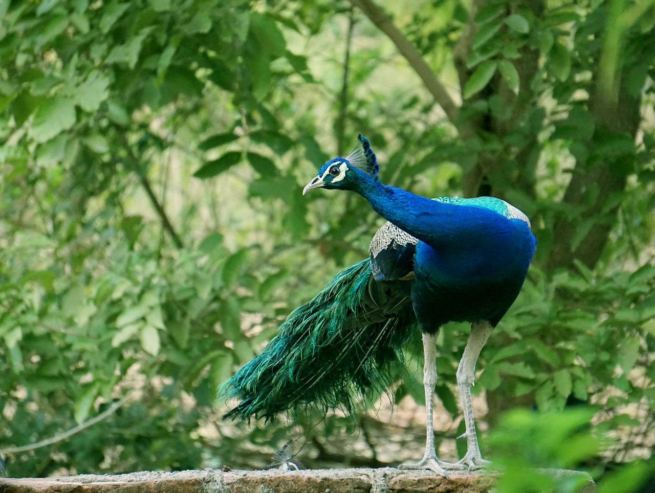 bird  nature  outdoors free photo