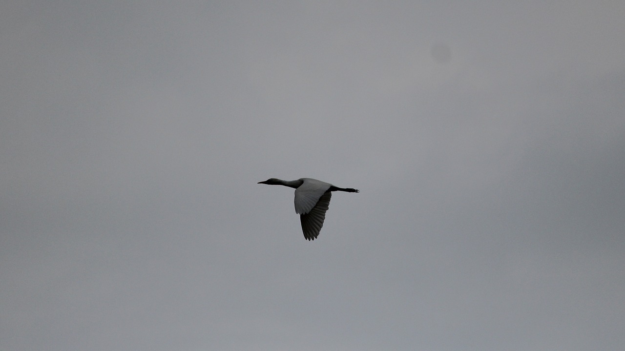 bird  sky  flight free photo