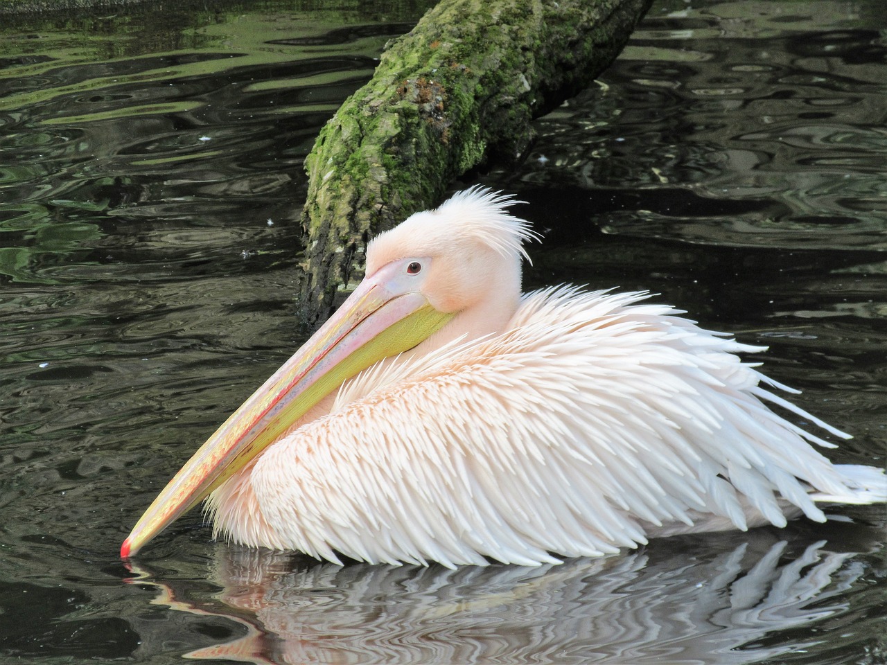 bird  pelican  wildlife free photo