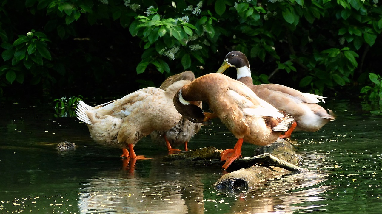 bird  duck  nature free photo