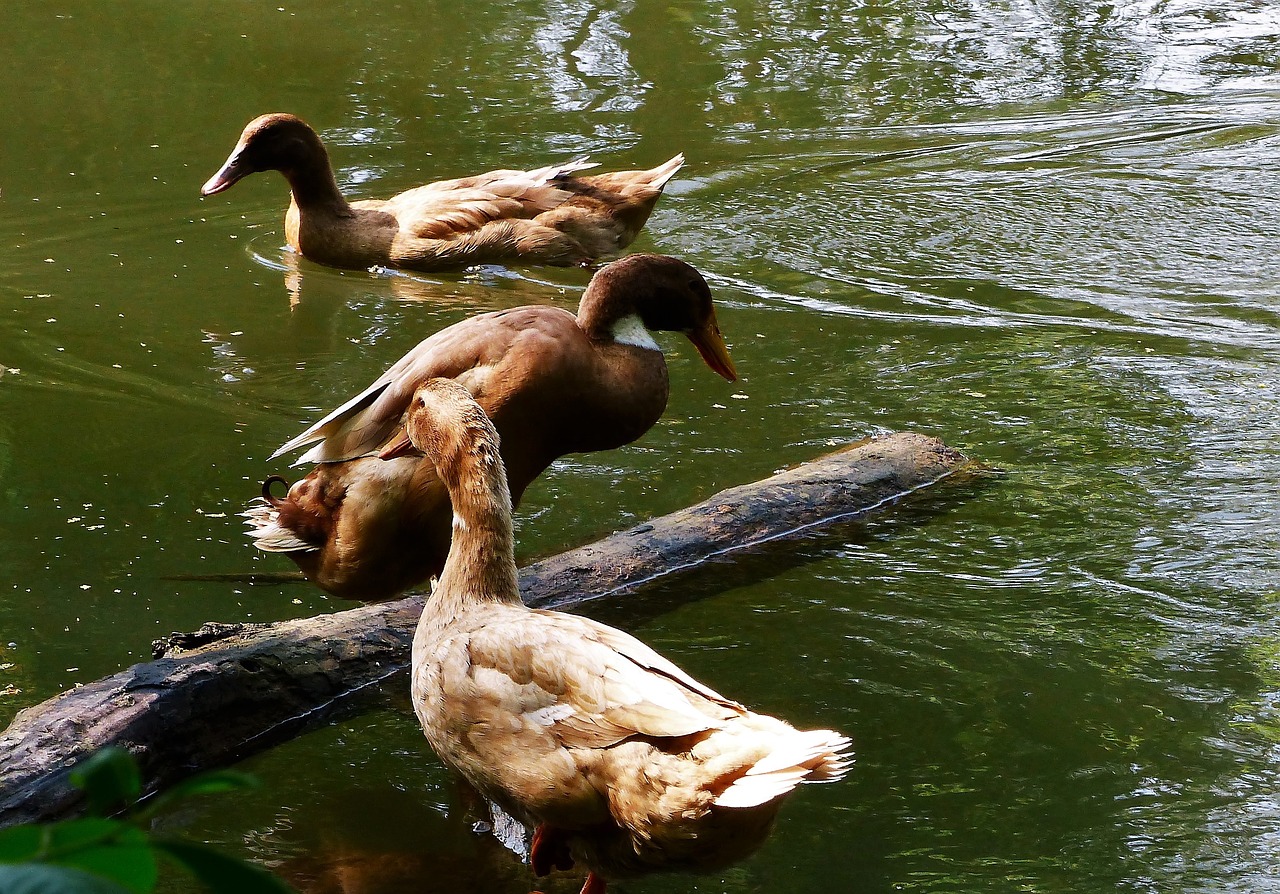 bird  duck  lake free photo