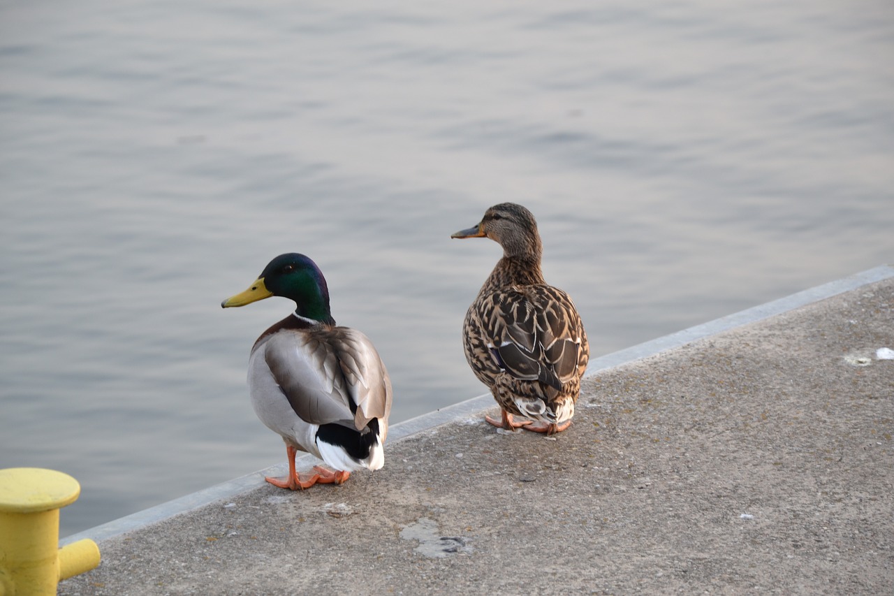 bird  water  nature free photo