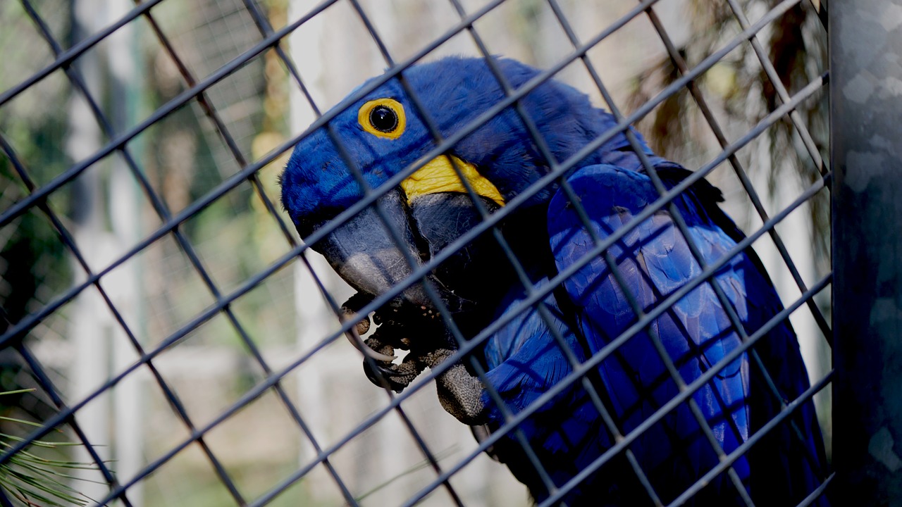 bird  nature  cage free photo