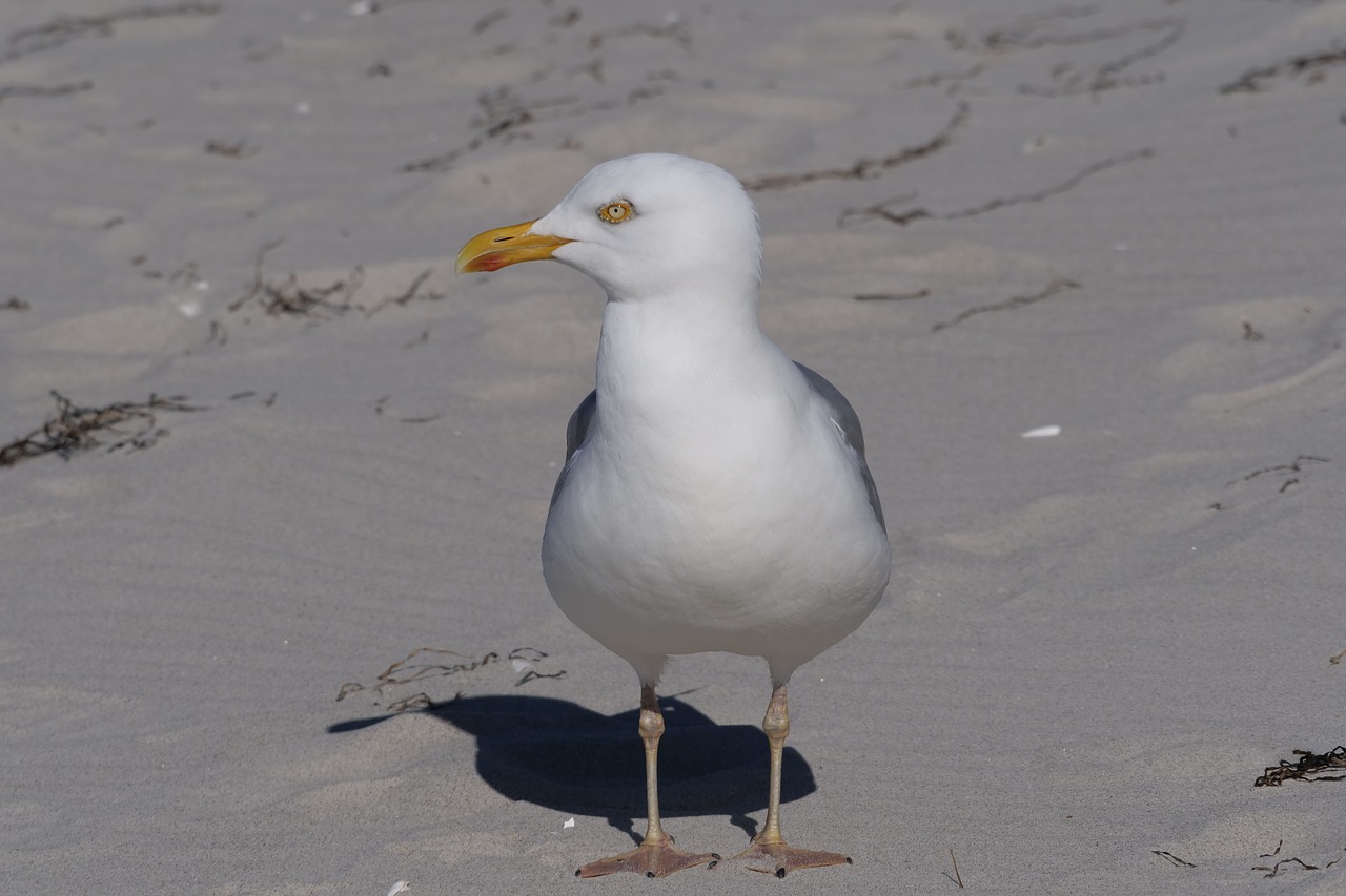 bird  animal world  seagull free photo