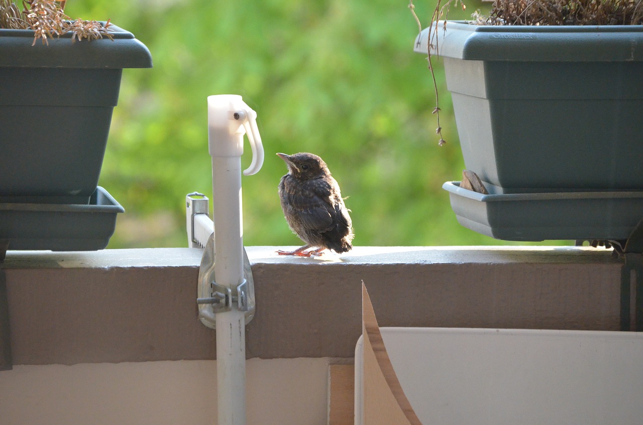 bird  nature  blackbird free photo