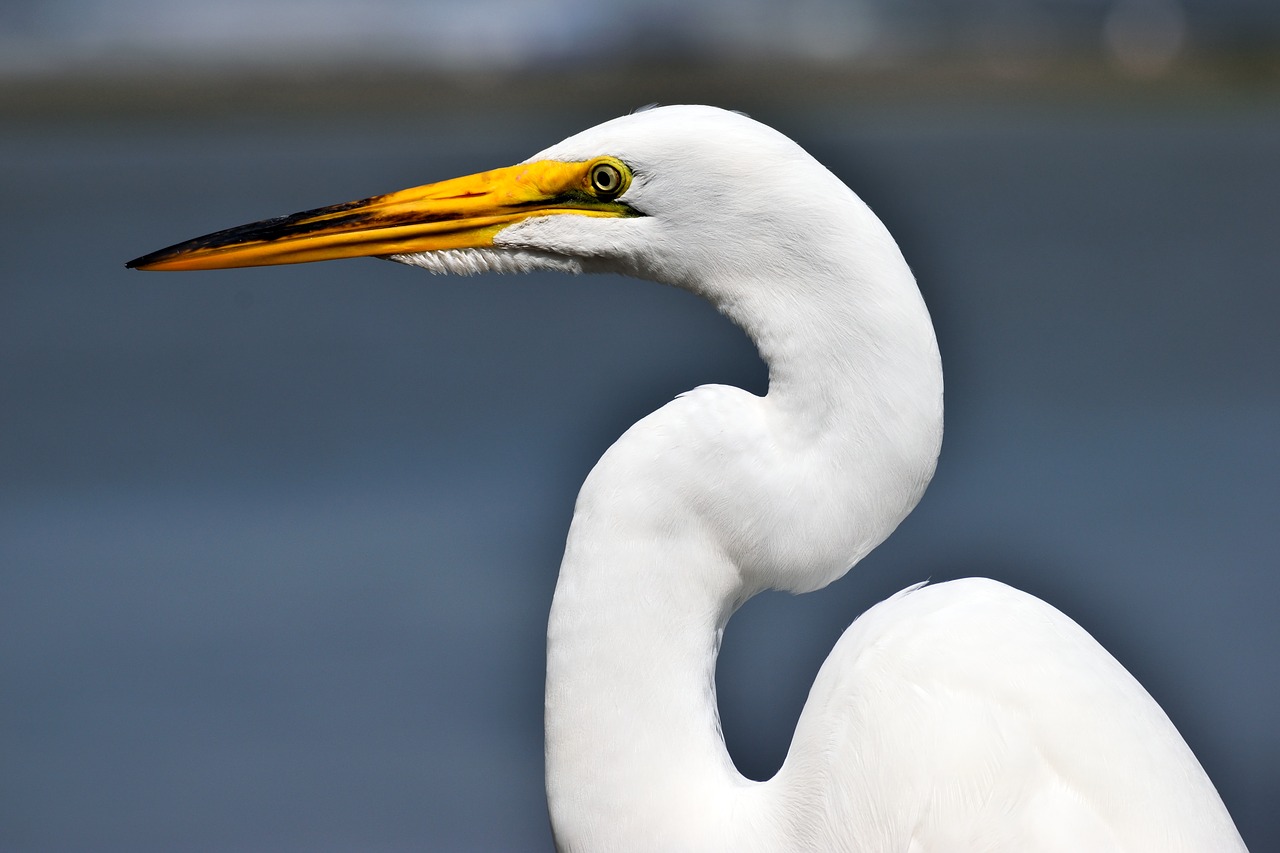 bird  wildlife  water free photo