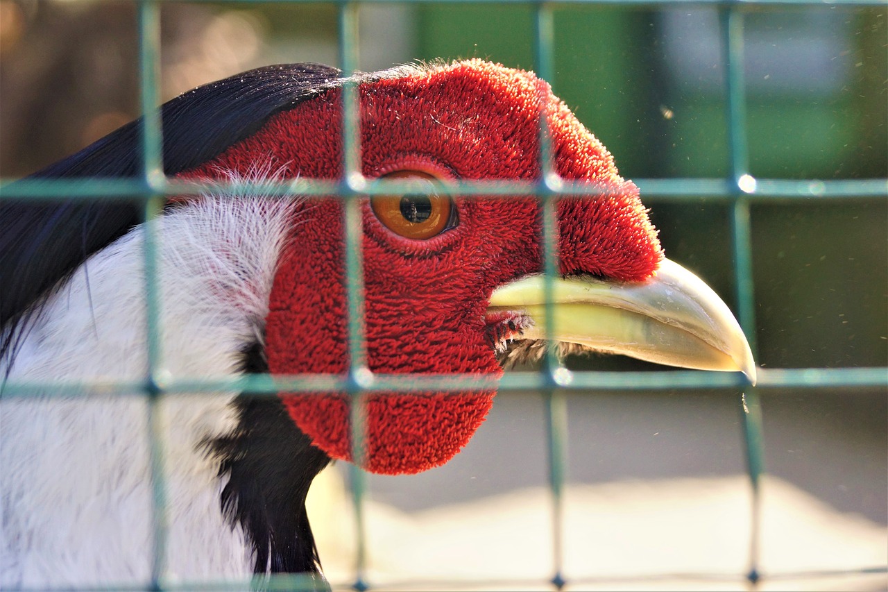 bird  nature  portrait free photo