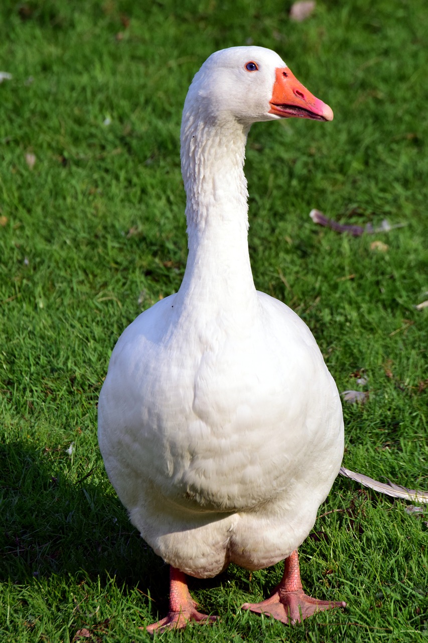 bird  poultry  goose free photo