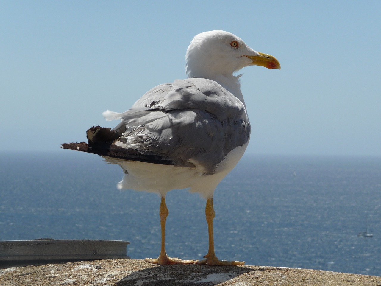 bird  waters  sea free photo