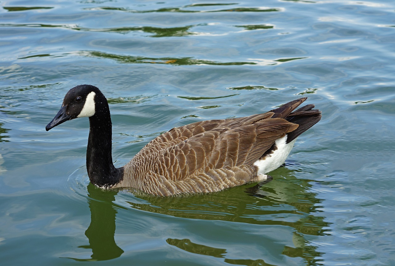 bird  nature  water free photo