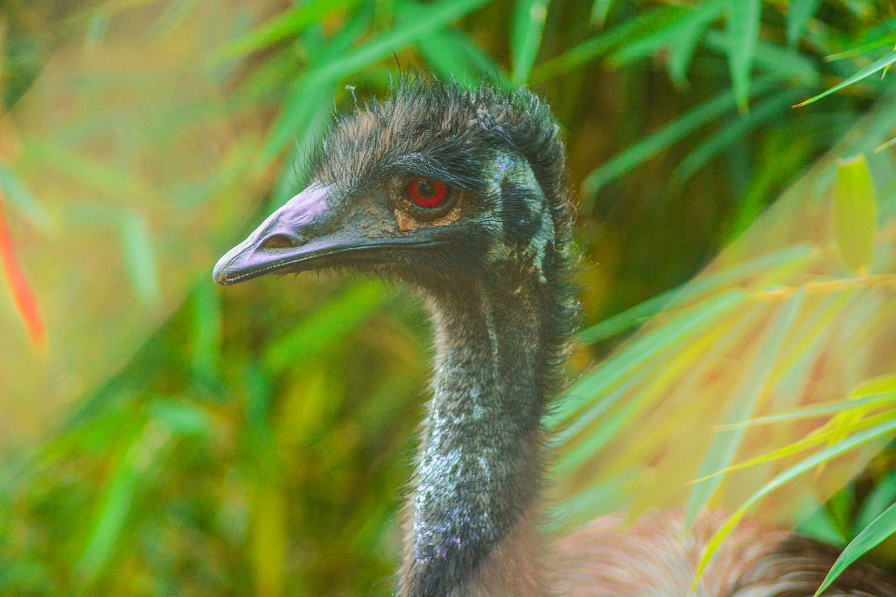 bird  feather  wildlife free photo