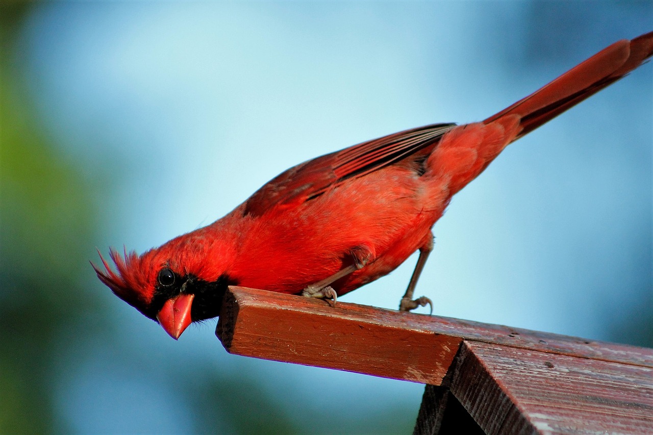 bird  wildlife  nature free photo