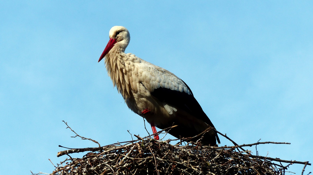 bird  nature  fauna free photo