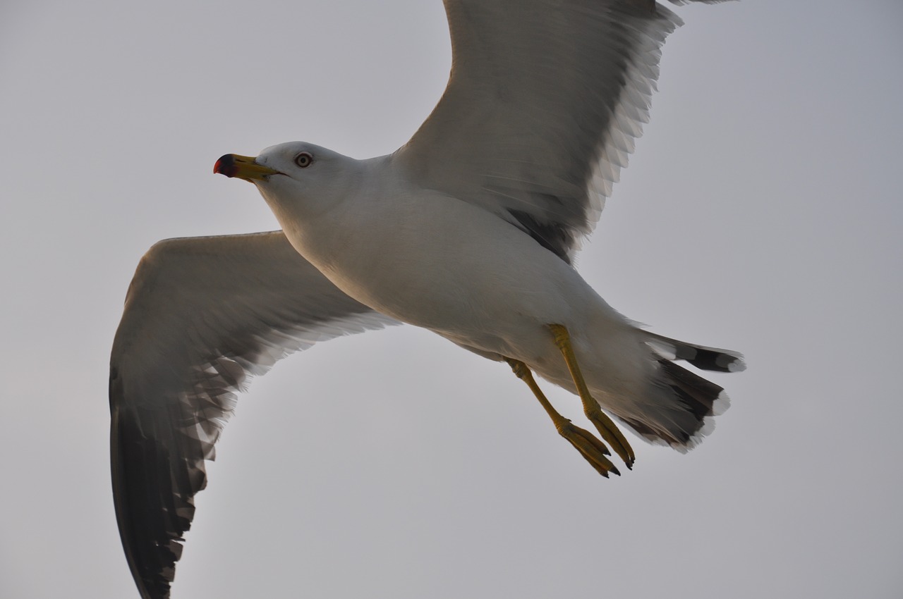 bird  wildlife  flight free photo