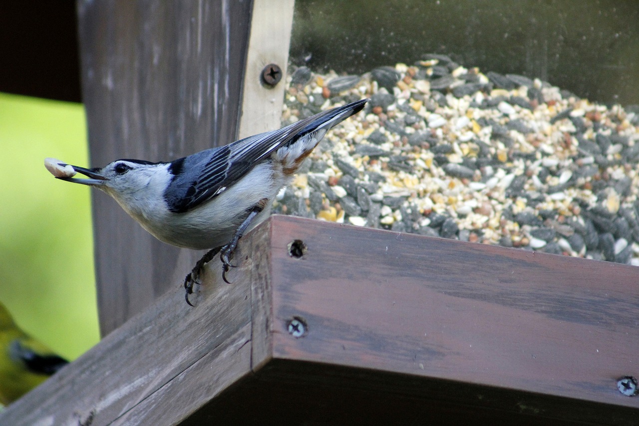 bird  nature  outdoors free photo