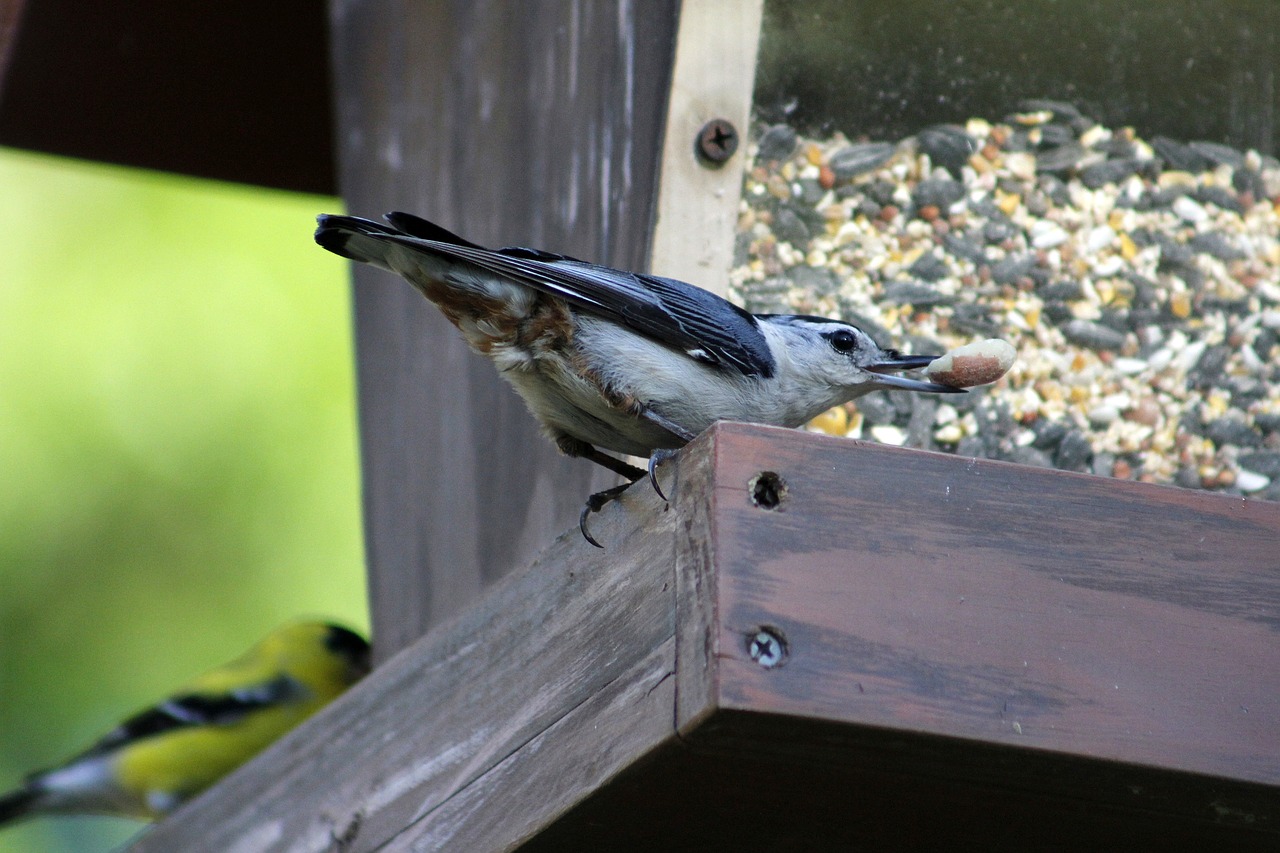 bird  wildlife  nature free photo