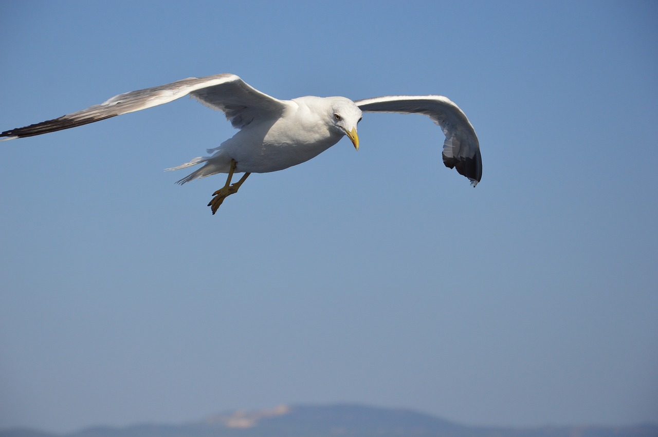 bird  nature  living nature free photo