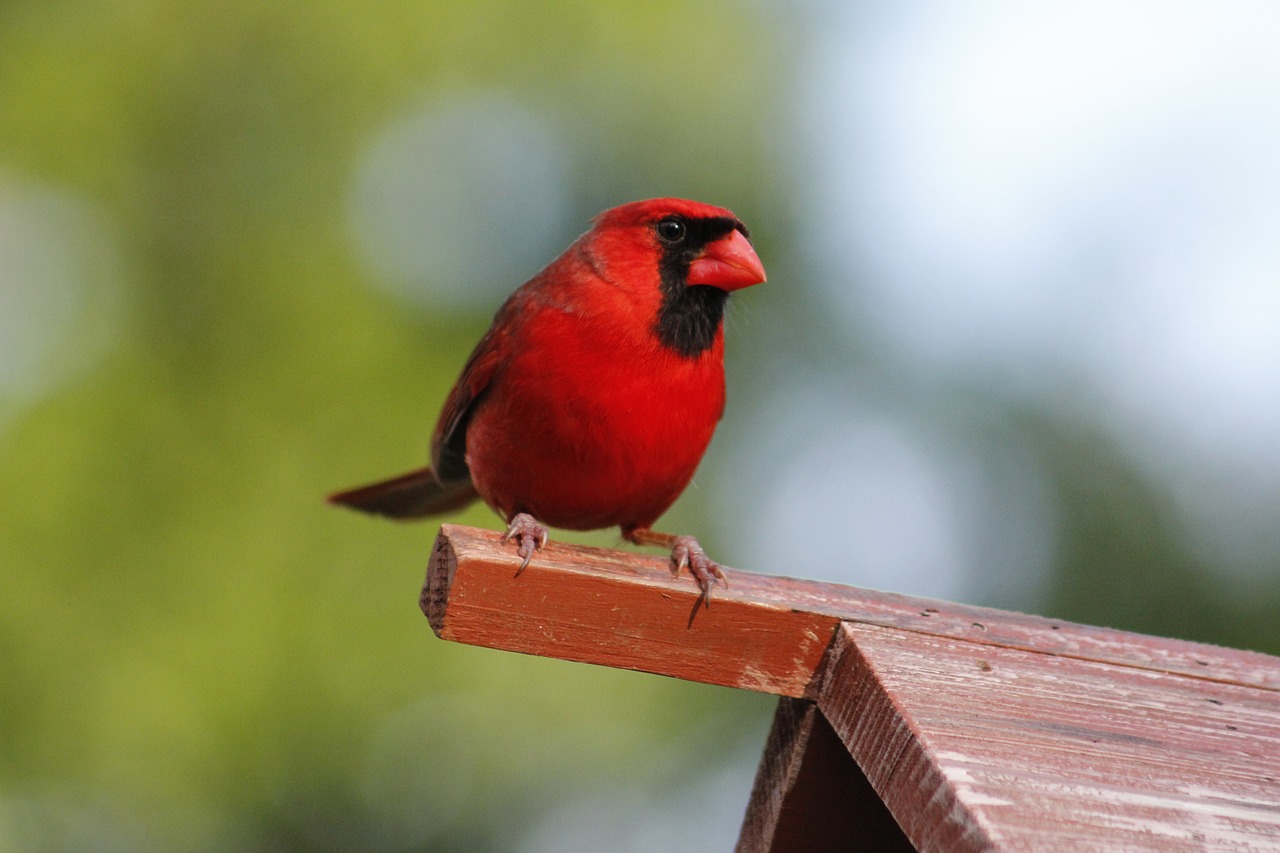 bird  wildlife  nature free photo