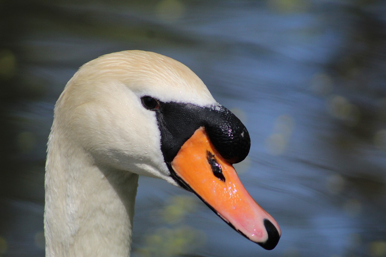 bird  animal world  waters free photo