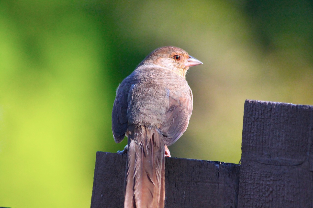 bird  nature  outdoors free photo