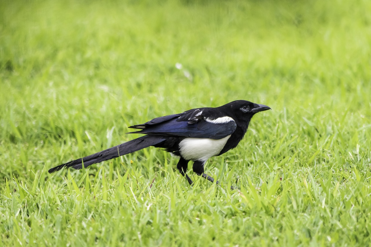 bird  nature  grass free photo