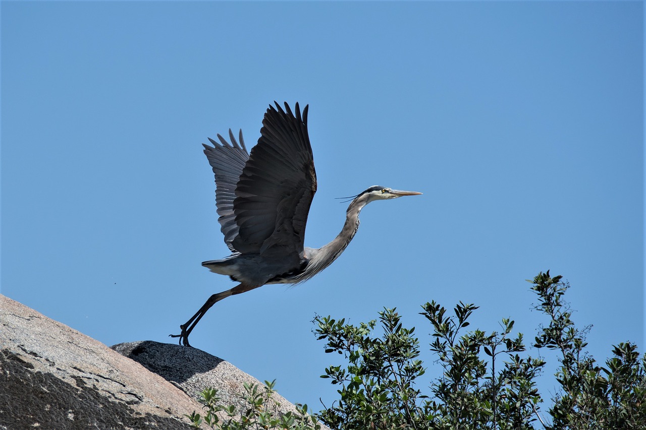 bird  wildlife  nature free photo