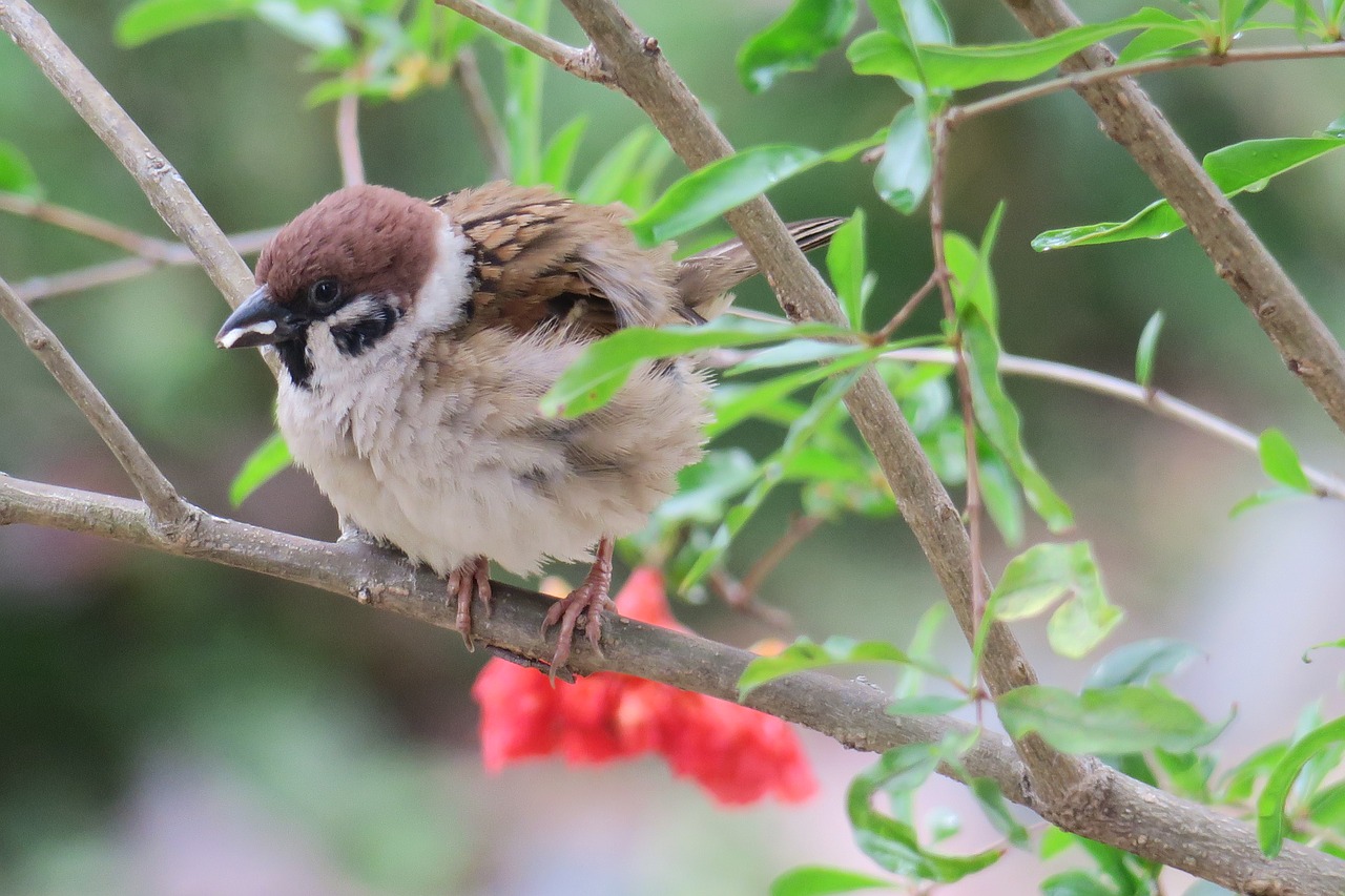 bird  nature  outdoor free photo