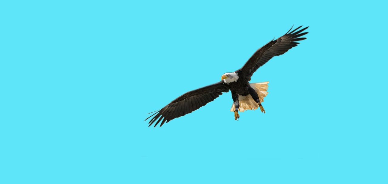 bird  bald eagles  bird of prey free photo