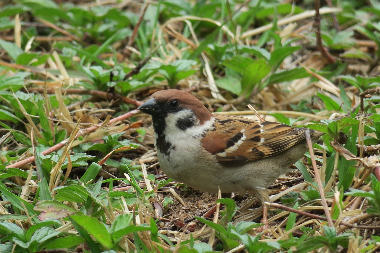 bird  nature  outdoor free photo