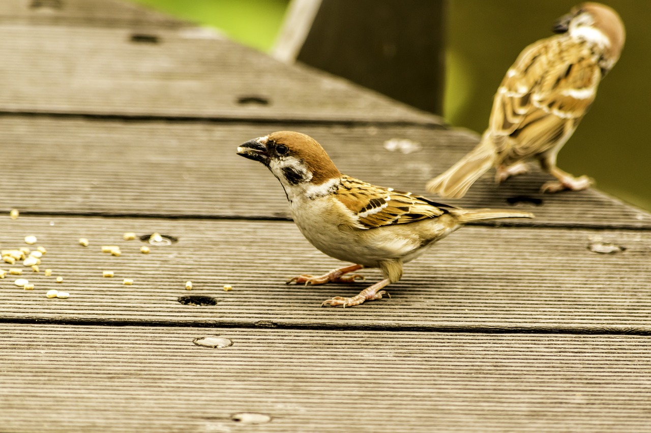 bird  nature  wildlife free photo