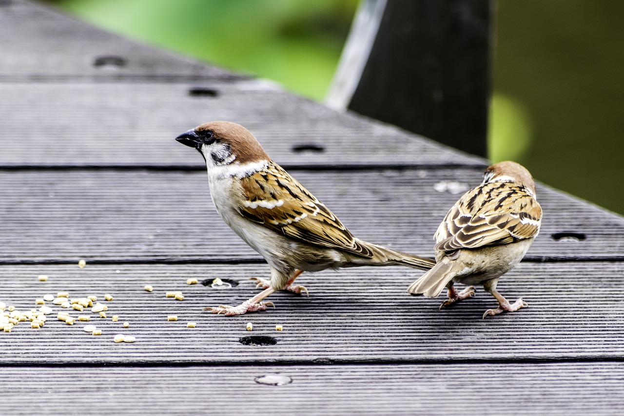 bird  nature  wildlife free photo