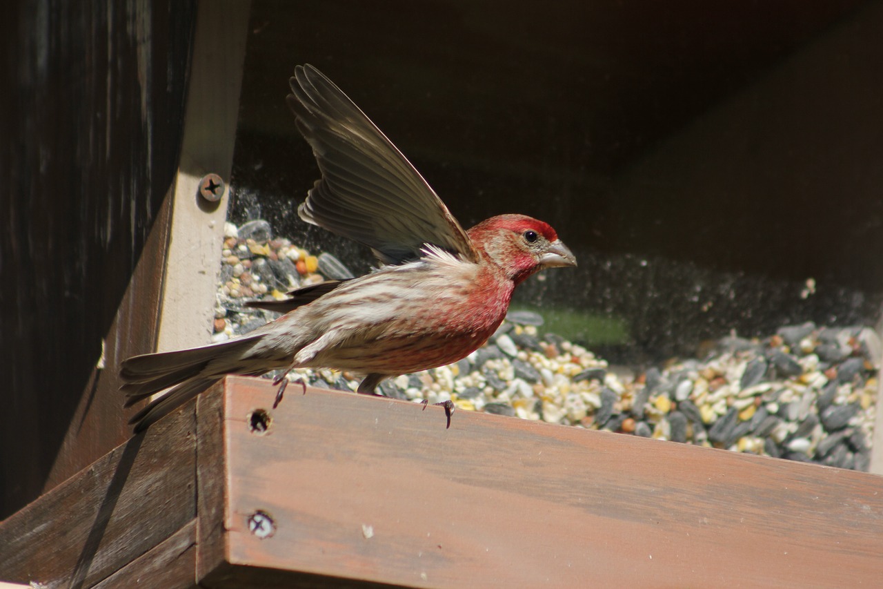 bird  nature  outdoors free photo