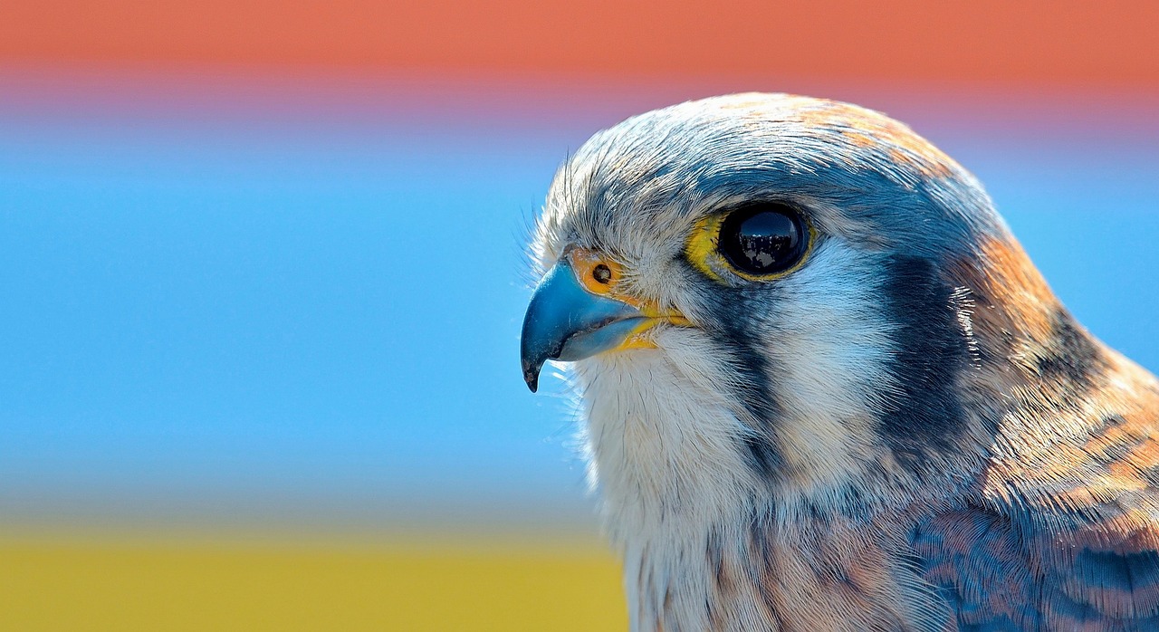 bird  feather  nature free photo