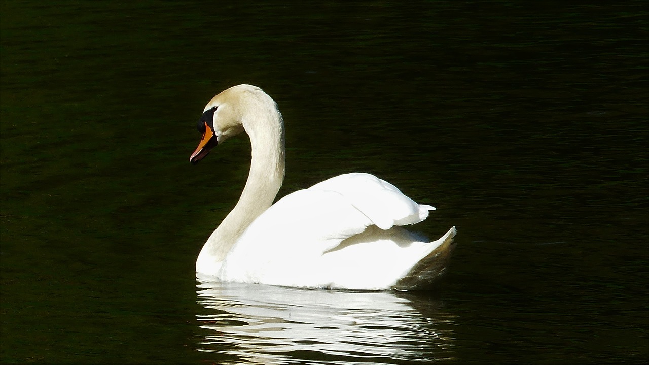 bird  swan  body of water free photo