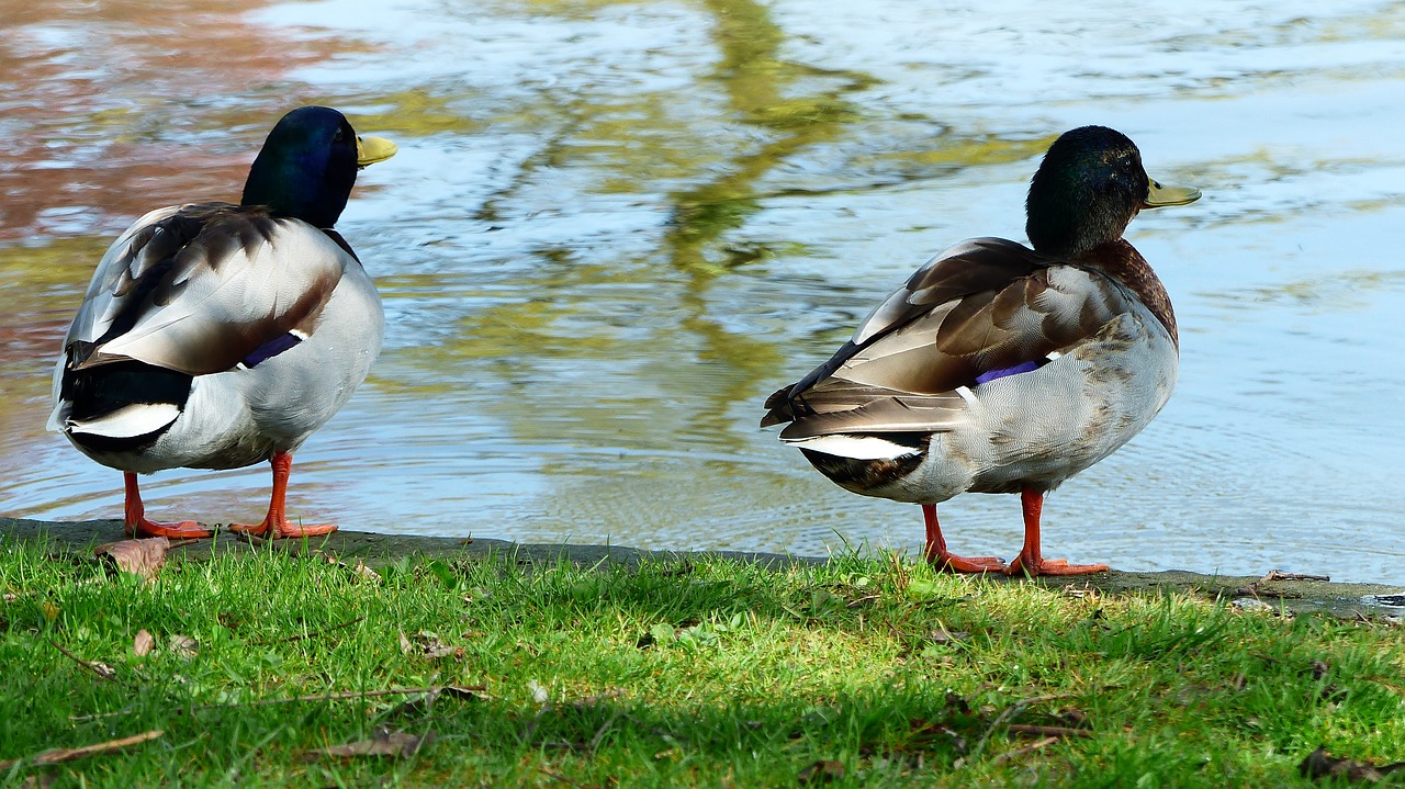 bird  duck  pen free photo