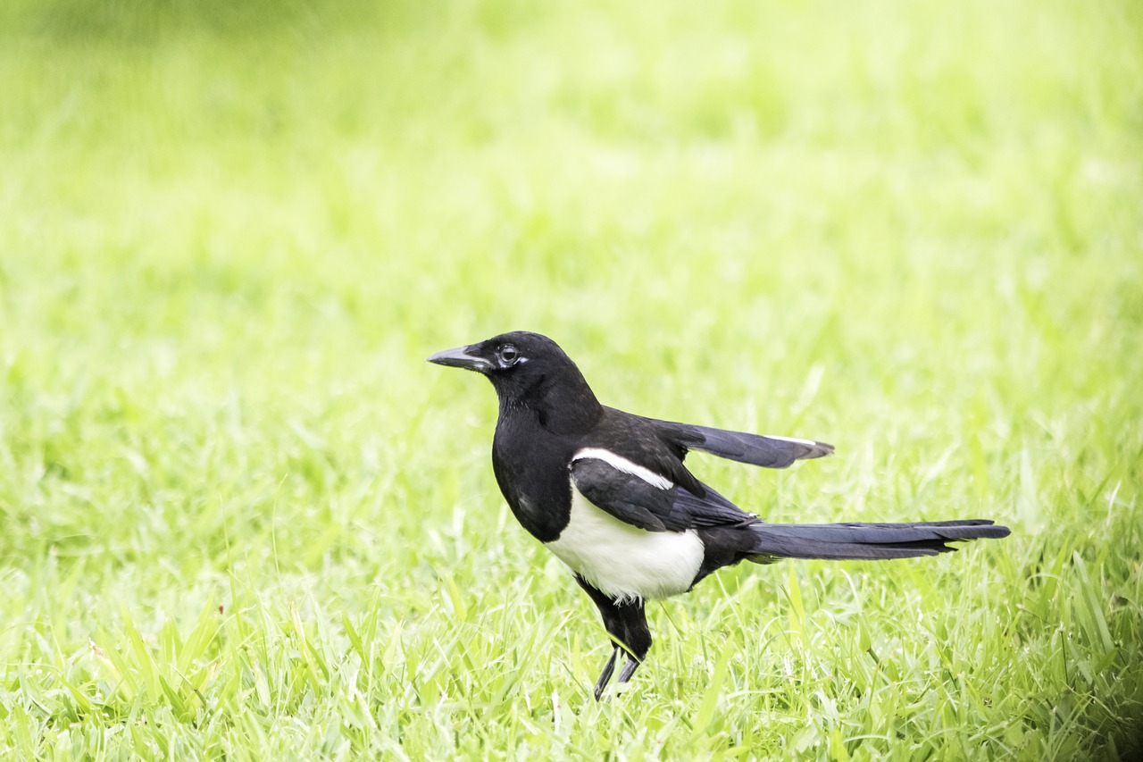 bird  wildlife  nature free photo