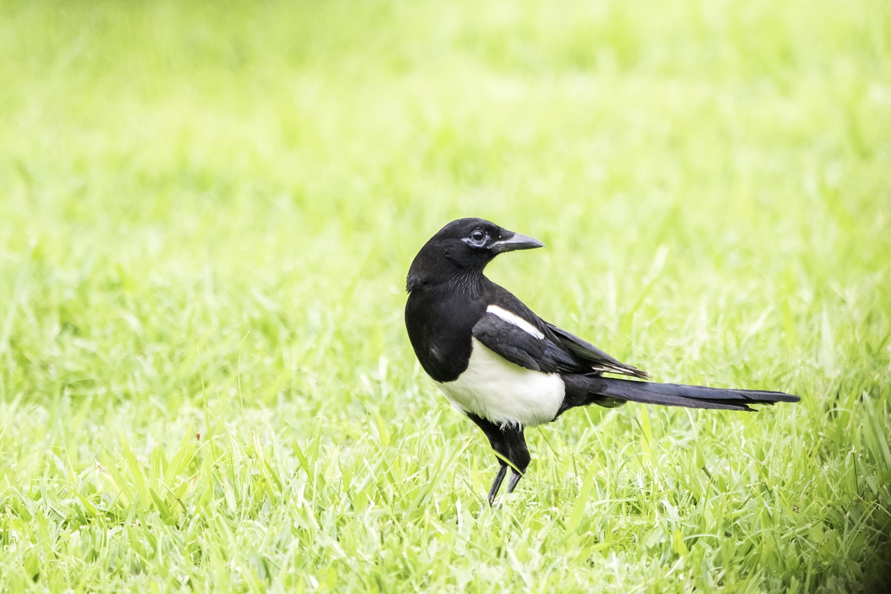 bird  wildlife  nature free photo