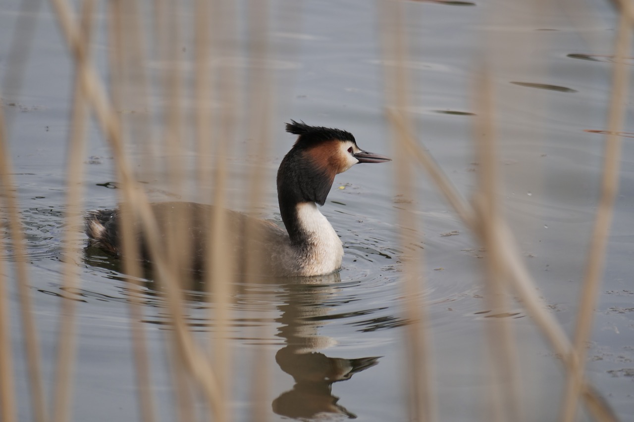 bird  puddle  great crested grebe free photo