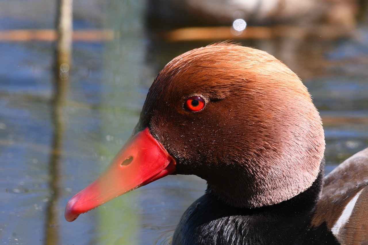 bird  duck  waters free photo