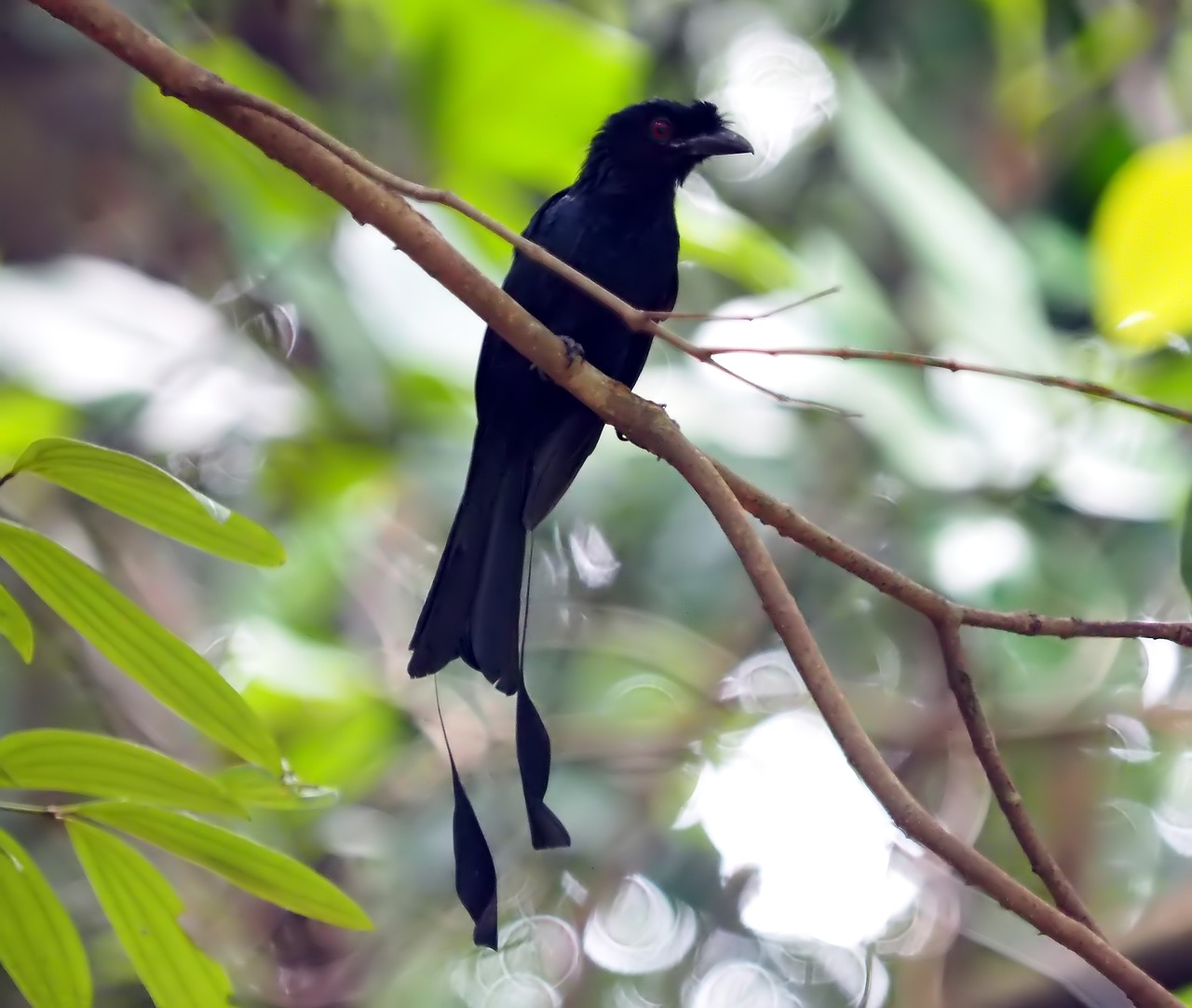 bird  wildlife  wing free photo