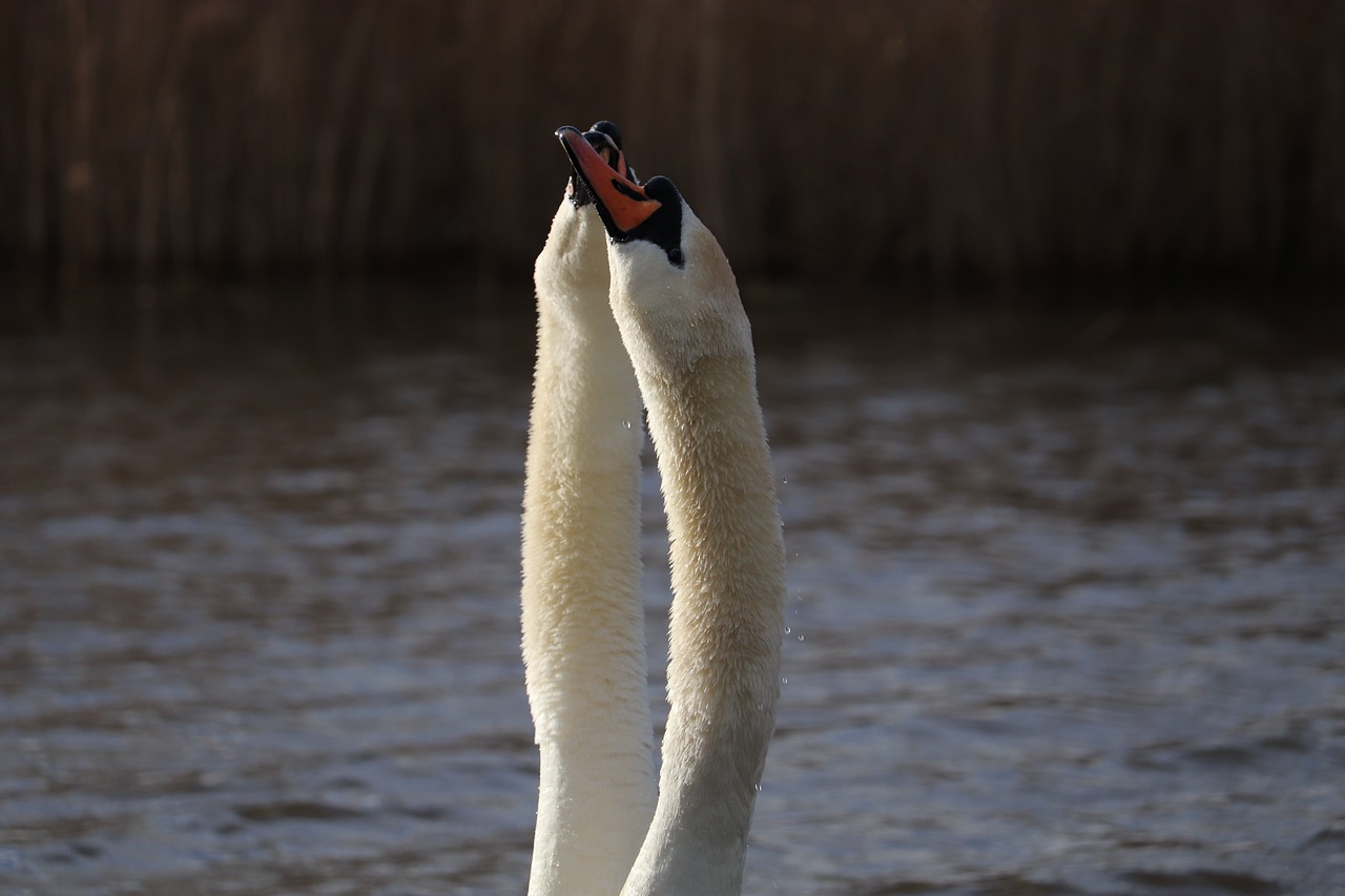 bird  water  nature free photo