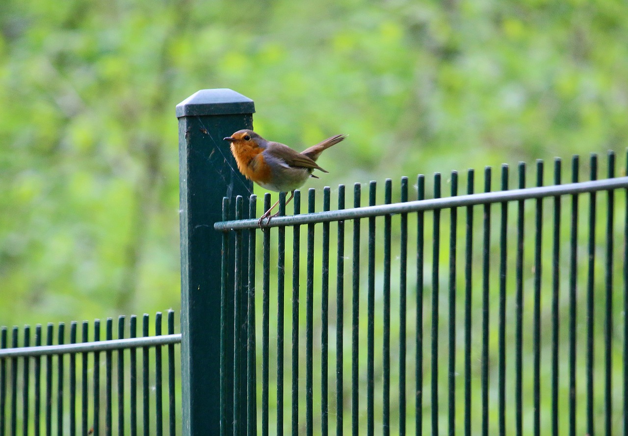 bird robin forest free photo