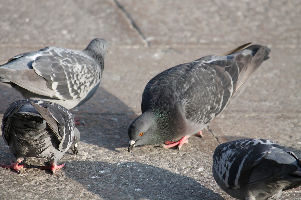 bird  nature  animal free photo