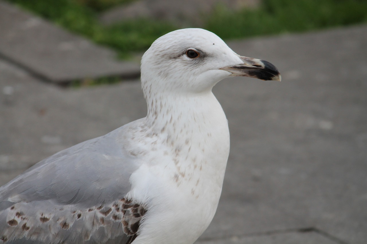 bird  nature  outdoors free photo