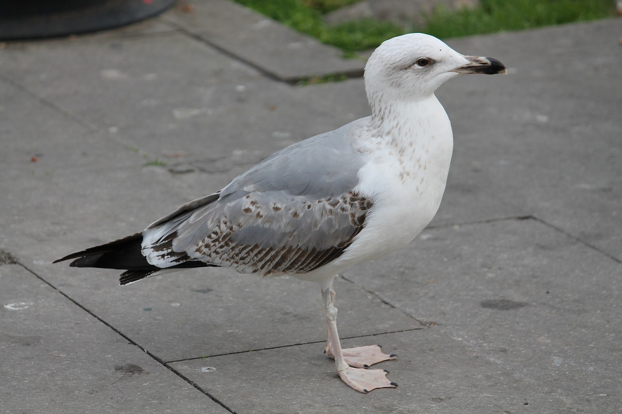 bird  nature  seagulls free photo