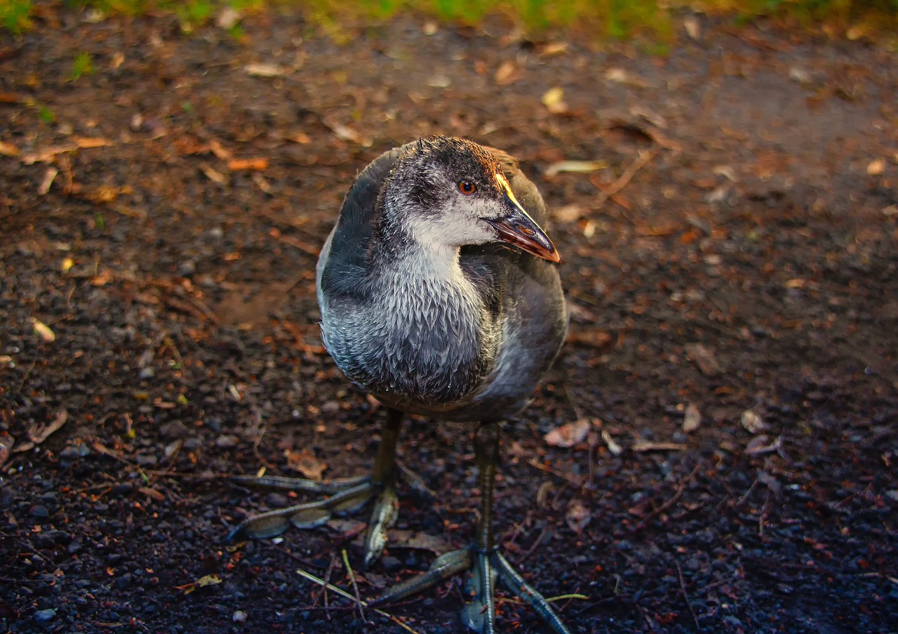 bird  animal world  nature free photo